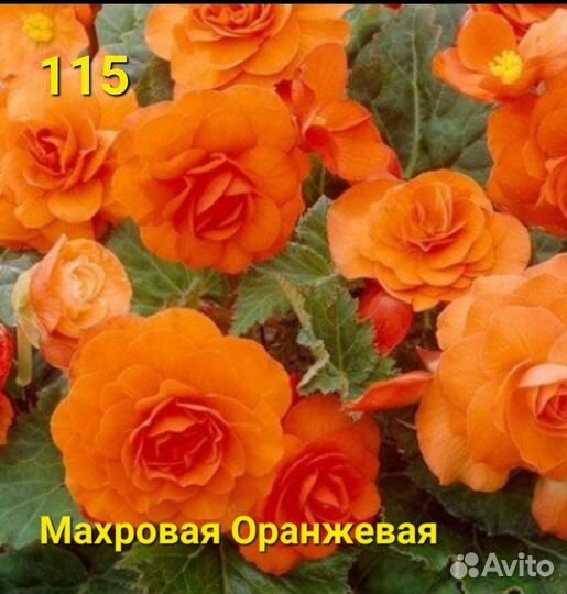 Бегония, клубни