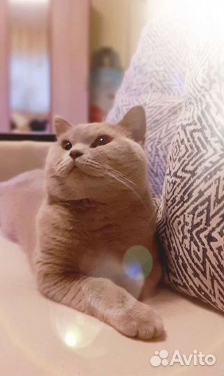 Шотландский кот вязка