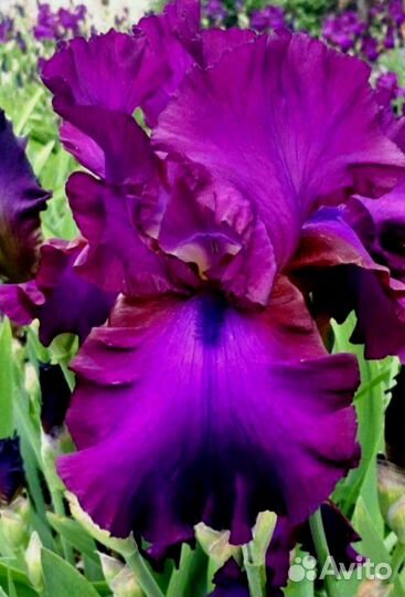 Сортовой ирис