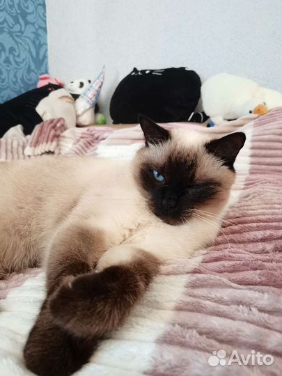 Передержка животных на время отпуска