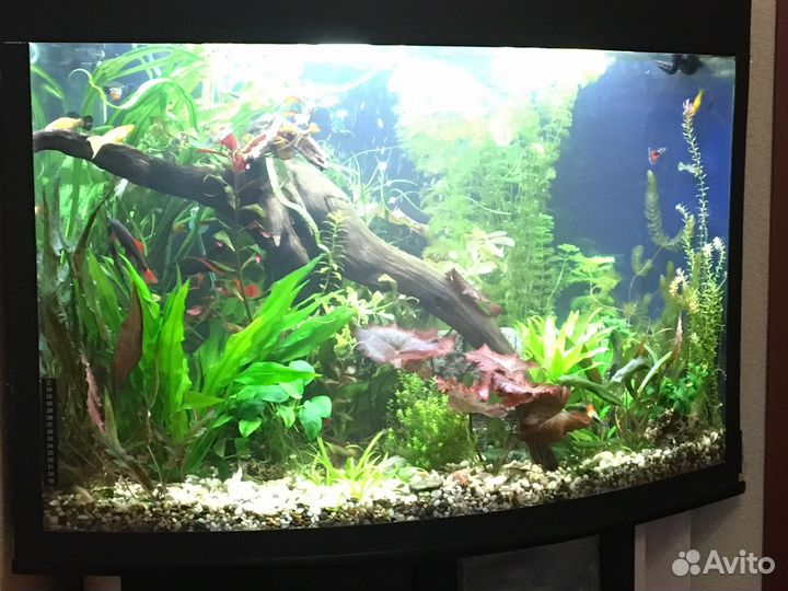 Чистка аквариума