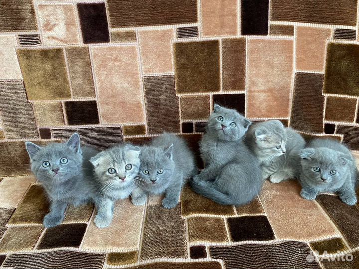 Шотландские котята