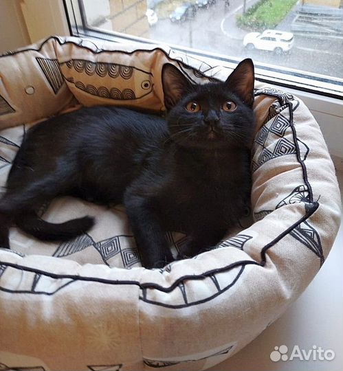 Котик Тишка ищет дом