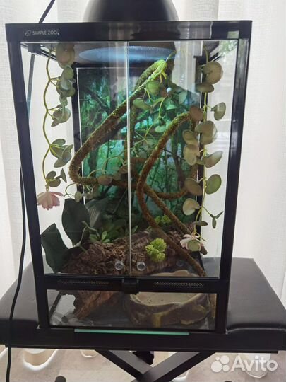 Террариум для рептилий