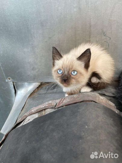 Отдам сиамских котят в добрые руки