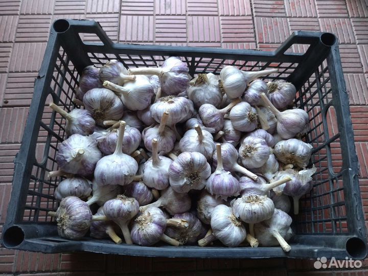 Лук семейный и чеснок