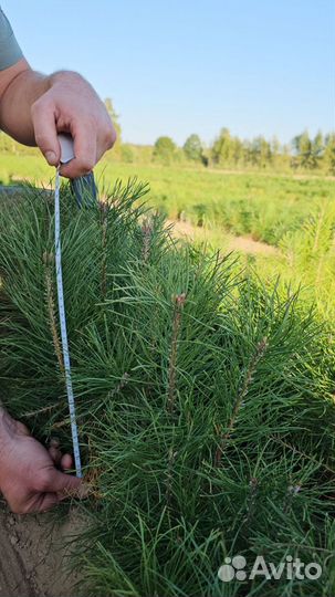 Сосна Обыкновенная окс/Pinus sylvestris