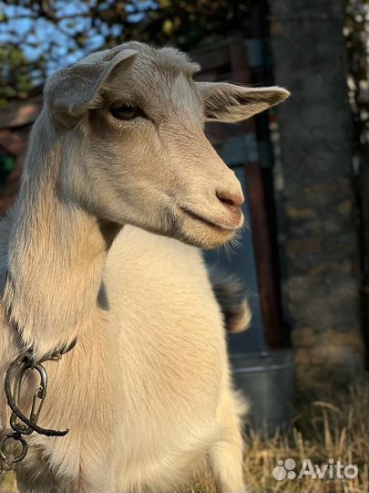 Козочка 4 месяца