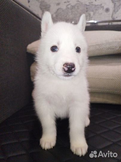 Продам щенков хаски