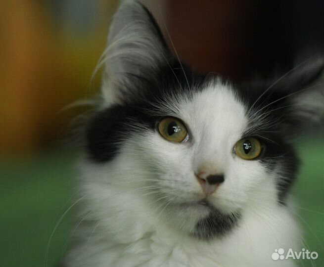 Котенок Амур в добрые руки