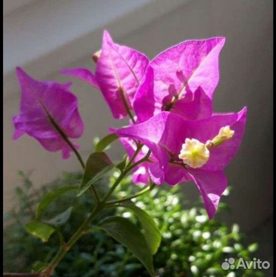 Бугенвиллия