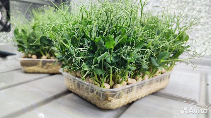 Микрозелень