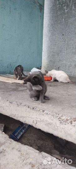 Котята 2-3 месяца