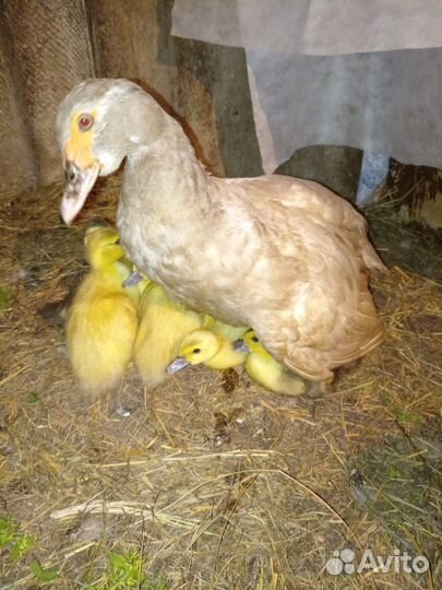 Мускусные утята. Тяжёлая линия