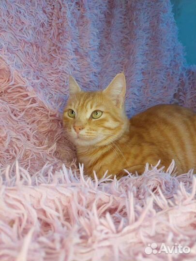 Кот в добрые руки