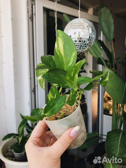 Эпипремнумы