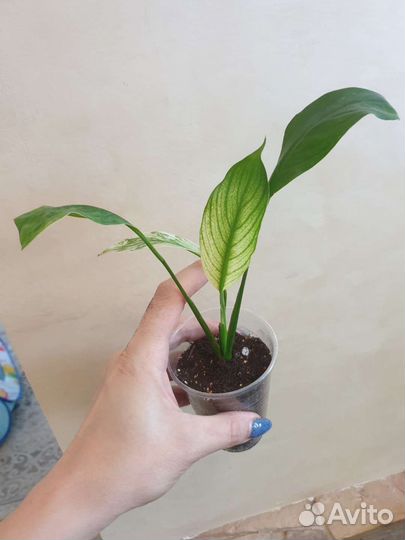 Спатифиллум new one (нью ван)