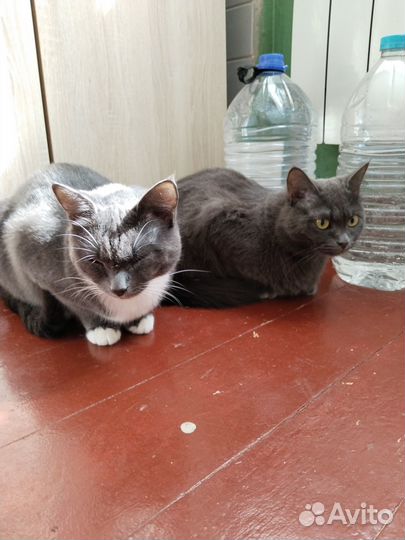 Кошечка в добрые руки