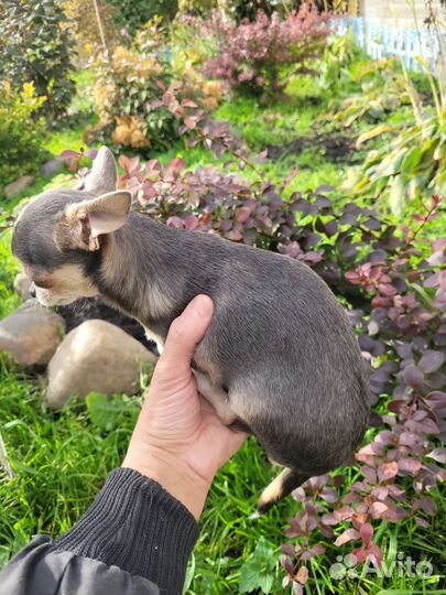 Чихуахуа мини девчонка совсем кроха