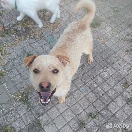 Молодой пёс