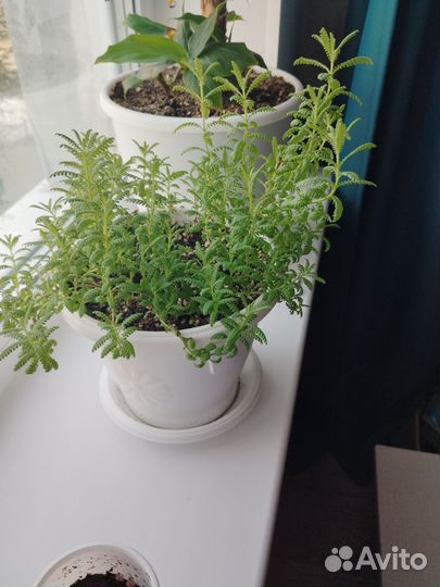 Лаванда комнатная