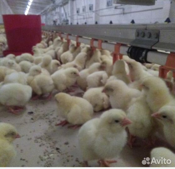 Инкубационное яйцо утки Агидель, Стар 53