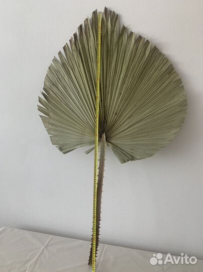 Пальмовые большие сухие листья