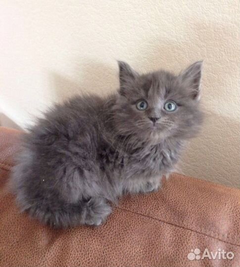 Британские котята