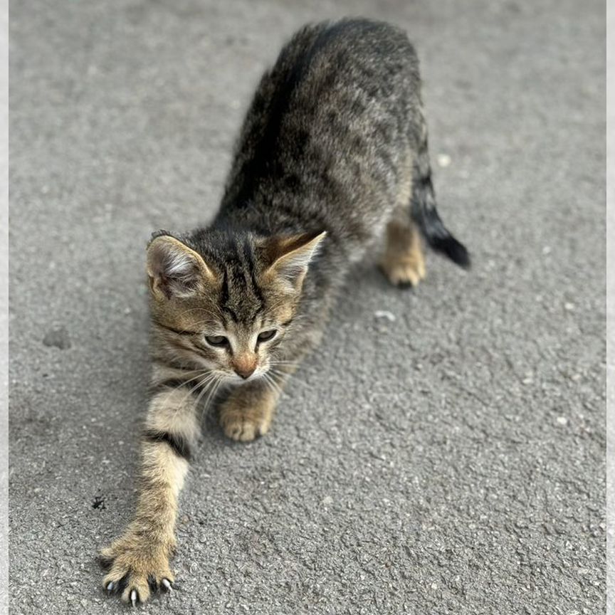 Котята в добрые руки бесплатно