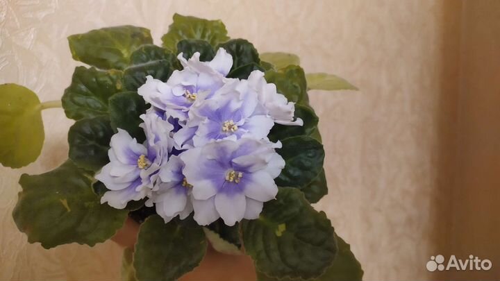 Фиалка комнатная (сенполия)
