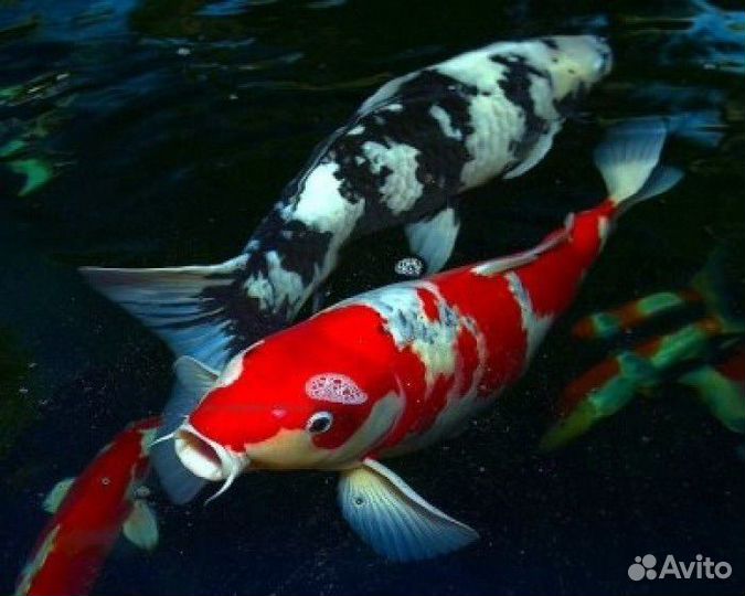 Рыба в пруд