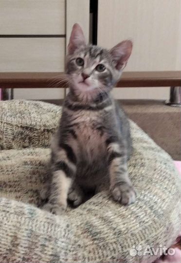 Котенок мальчик 2, 5 месяца в дар