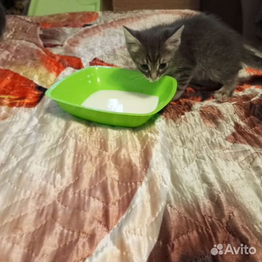 Котята, метисы, 2 мес, при ученые к лотку,здоровые