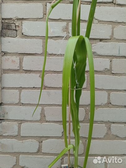 Индийский (китайский) лук