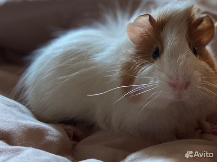 Морская свинка с клеткой