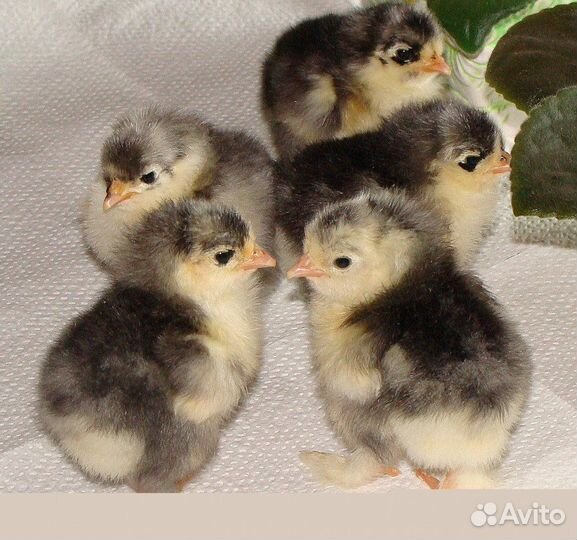 Цыплята Кохинхины