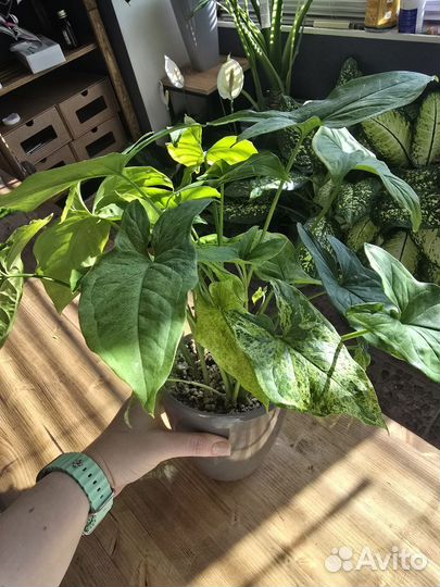 Сингониум моттлед