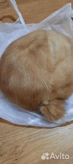 Шапка зимняя женская