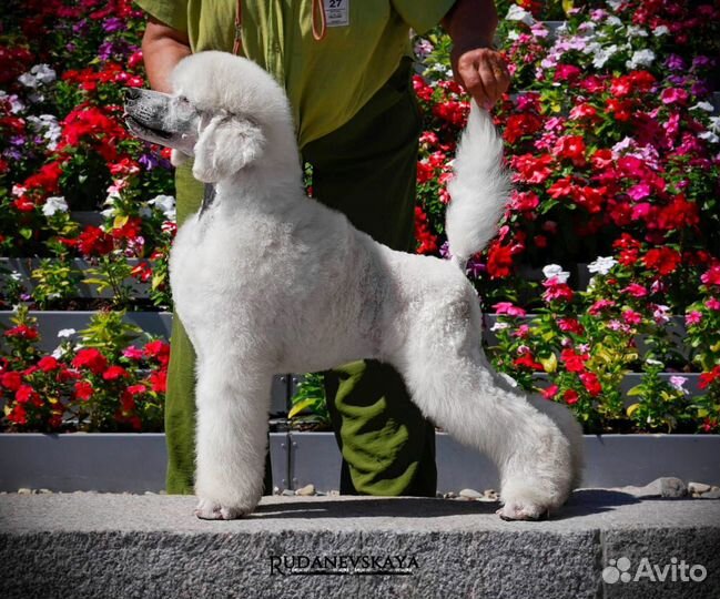 Королевский пудель щенок