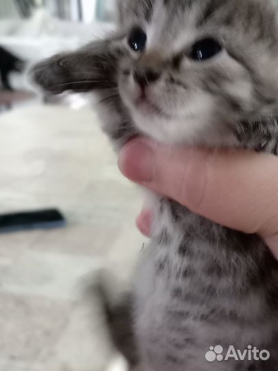 Котята в добрые руки бесплатно