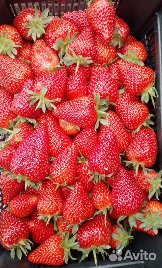 Клубника свежая ягода