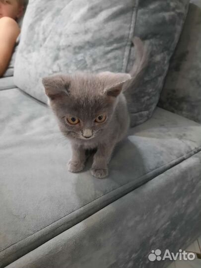 Котик Сёмушка