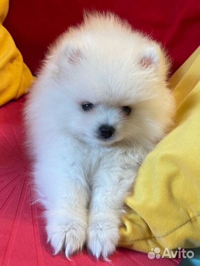 Продам шпица