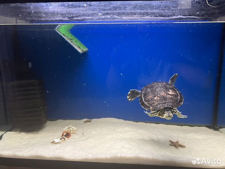 Аквариум