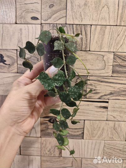 Хойя куртиси