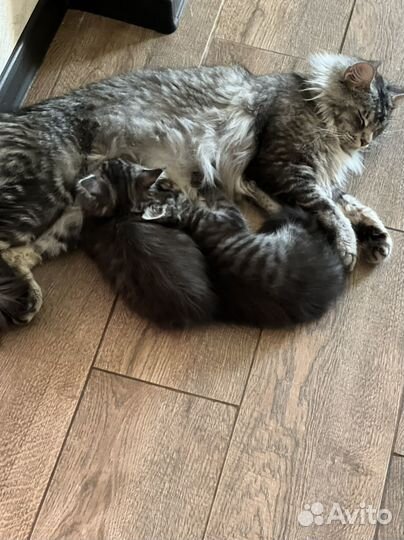 Котята мейн-кун