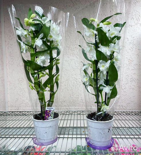 Орхидея дендробиум