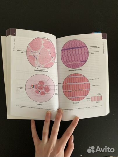 Учебное пособие по гистологии