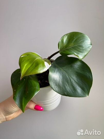 Филодендрон белый рыцарь