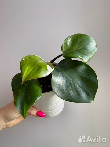 Филодендрон белый рыцарь